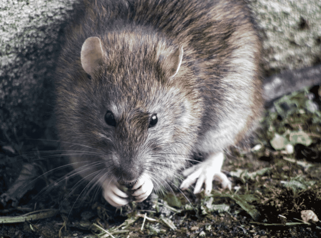 What you Should Know about Pest Control—Stop Being a Victim!