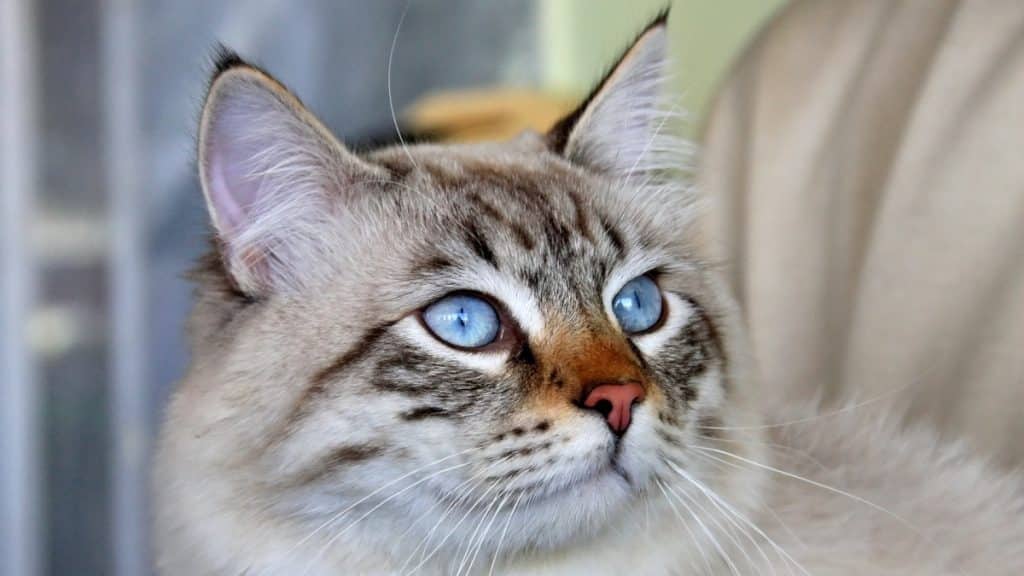 WHAT ARE THE ADVANTAGES OF BUYING A HEALTHY SIBERIAN