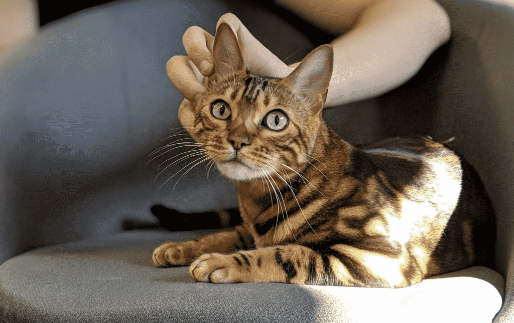 11 MOST FREQUENTLY ASKED QUESTIONS ABOUT BENGAL KITTENS