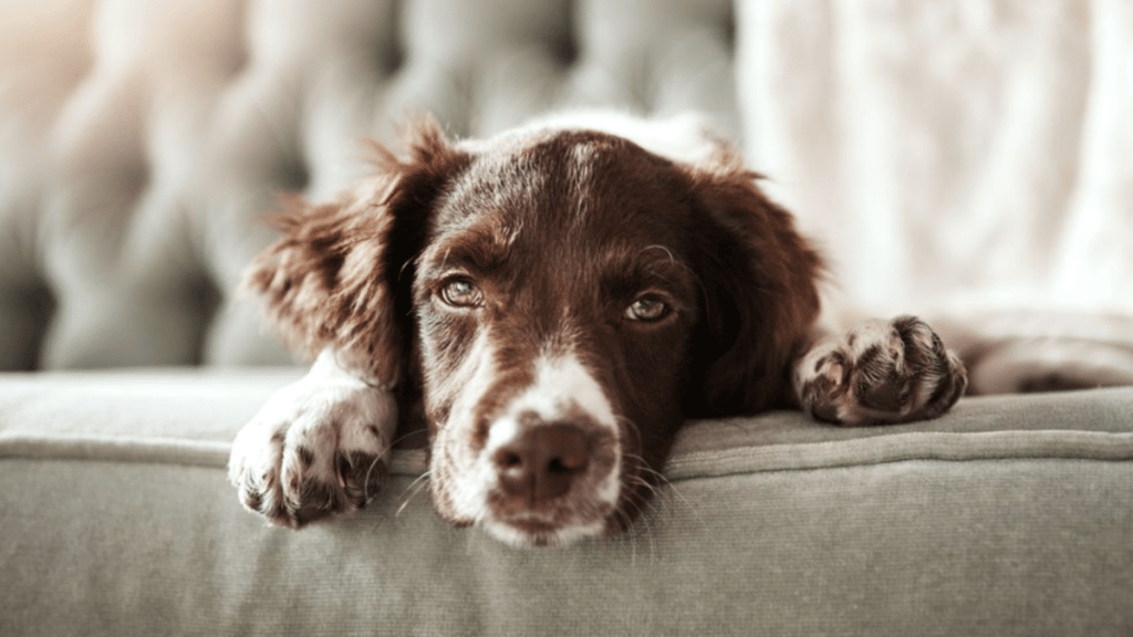 6 Things To Consider Before Getting a Dog