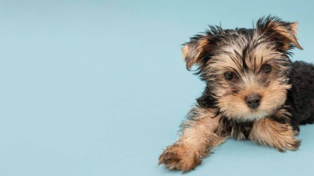 Best Dog Breeds for Condo Living