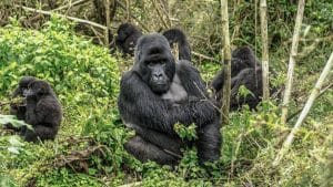 Gorilla Trekking In Rwanda Guide