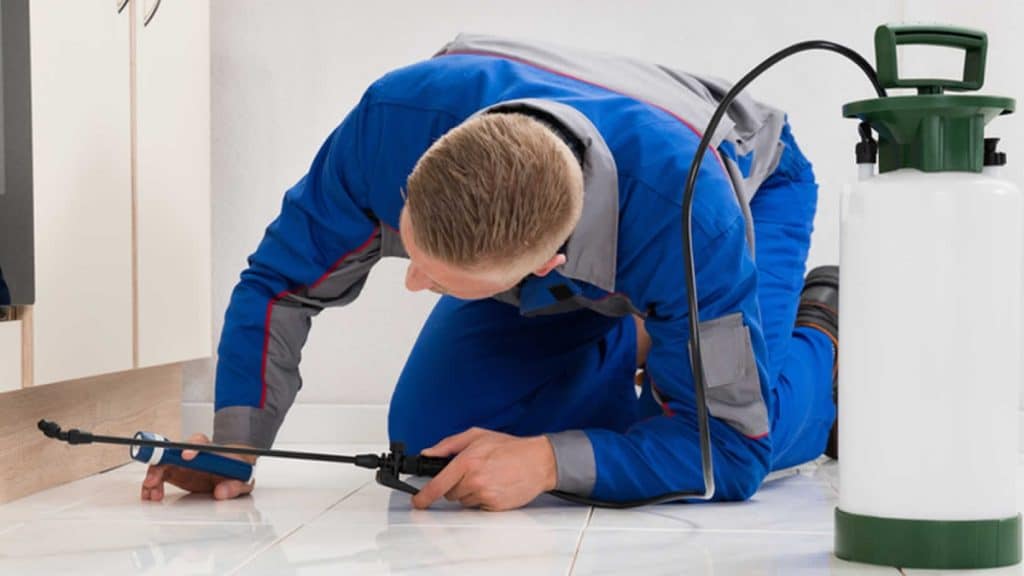 Professional Pest Control in Manchester A Local Guide to Protecting Your