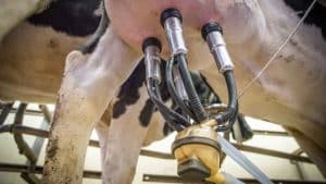 Essential Milking Equipment Supplies for Efficient Dairy Farming